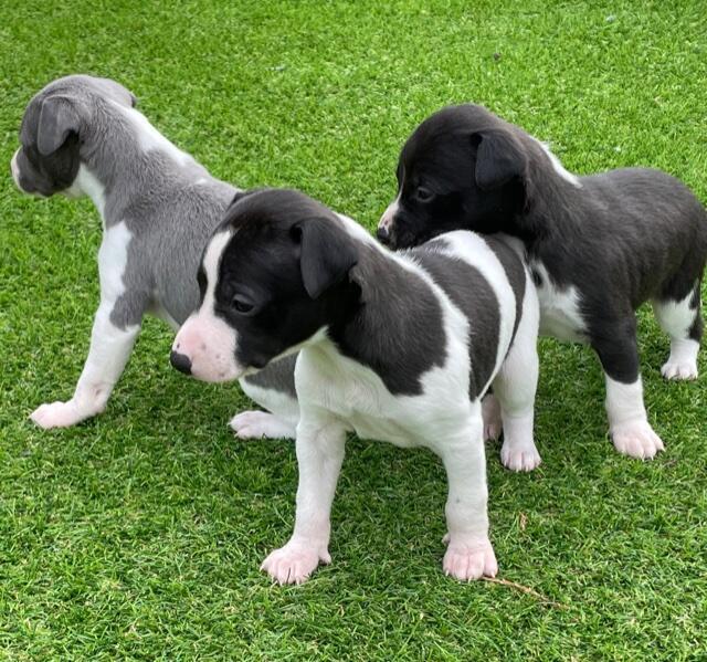 Gorgeous KC Whippet Pups