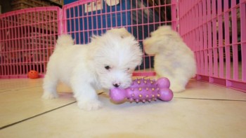 Amazing Home Raised Maltese Puppies