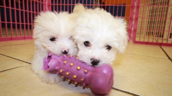 Amazing Home Raised Maltese Puppies