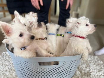 West Highland Terrier Puppies