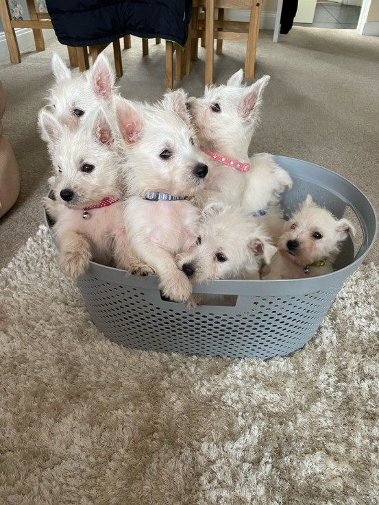 West Highland Terrier Puppies