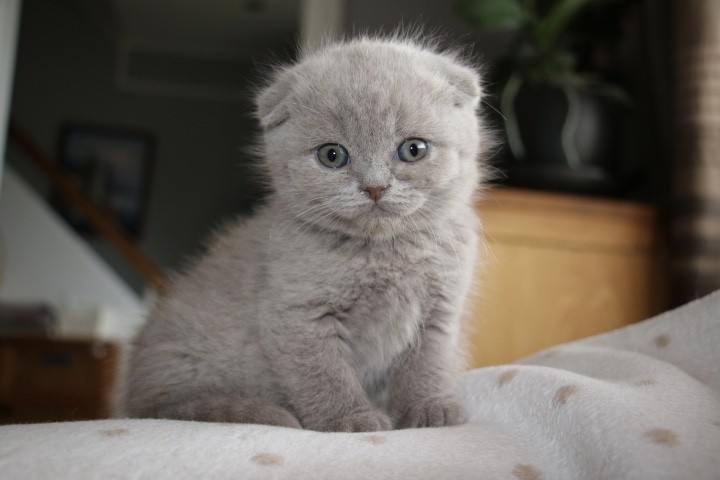 Gorgeous Scottish Fold Kittens