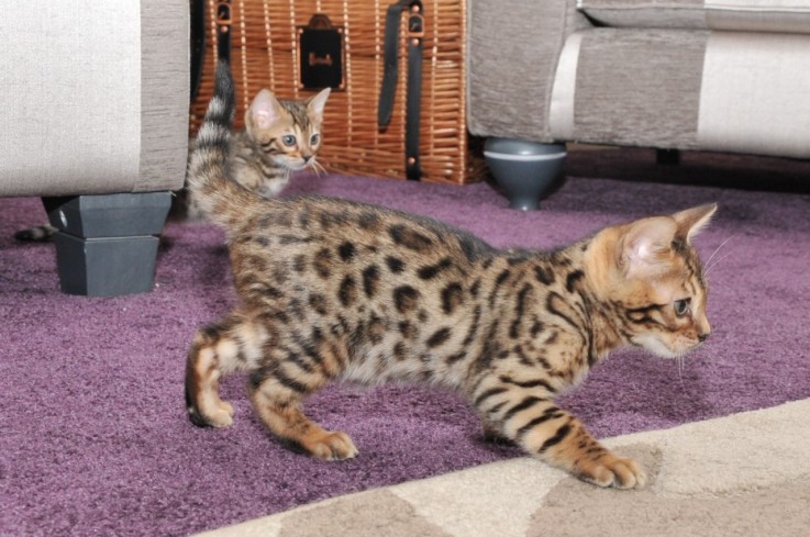 Beautiful Bengal kittens with pedigree