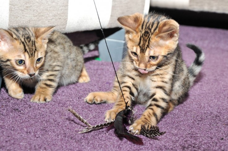 Beautiful Bengal kittens with pedigree