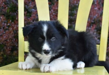 Border Collie Puppies for adoption