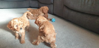 Teddy Bear Cavapoo Puppies