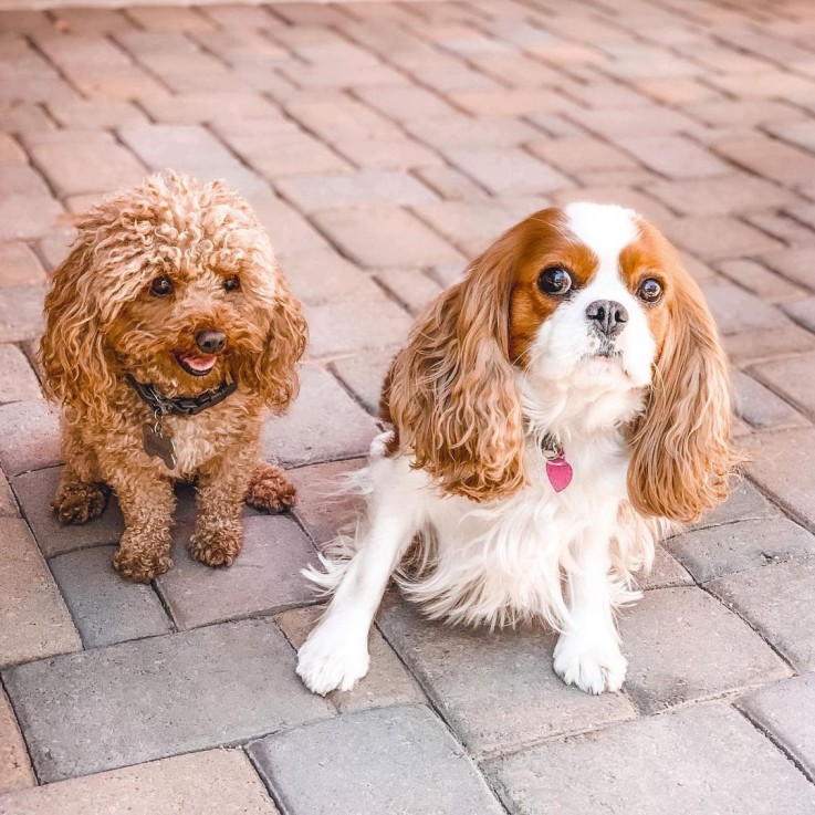 Teddy Bear Cavapoo Puppies