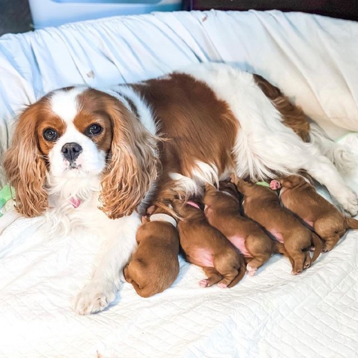 Teddy Bear Cavapoo Puppies