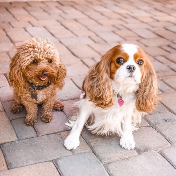 Cavapoo AKA Cavoodle pups