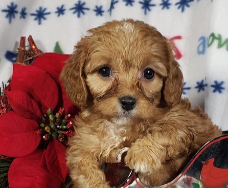 Cavapoo AKA Cavoodle pups