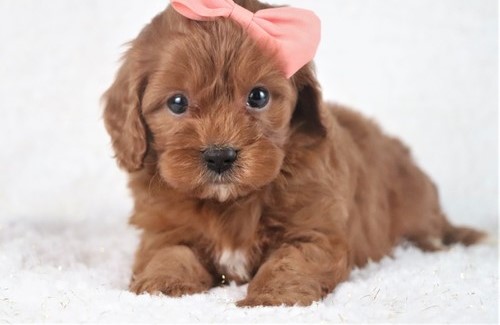 Cavapoo AKA Cavoodle pups