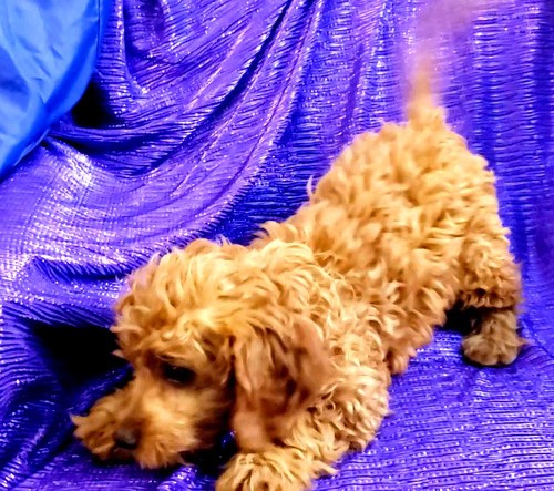 Cavapoo AKA Cavoodle pups