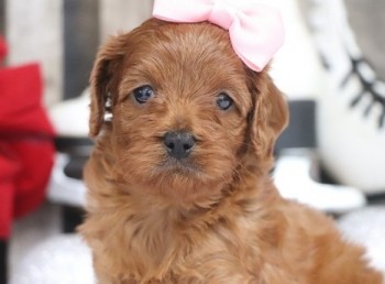 Cavapoo AKA Cavoodle pups