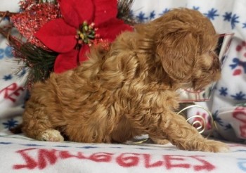 Lovely Cavapoo Pups