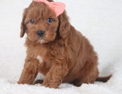 Lovely Cavapoo Pups