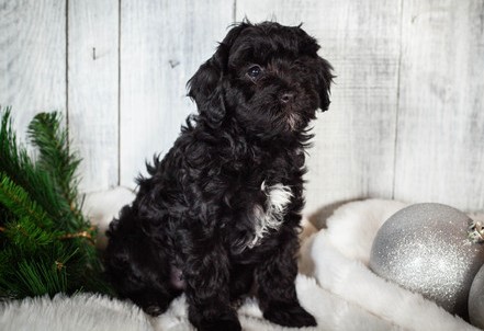 Lovely Cavapoo Pups