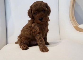 Cavapoo AKA Cavoodle pups