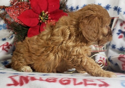 Cavapoo AKA Cavoodle pups