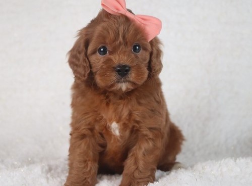 Cavapoo AKA Cavoodle pups