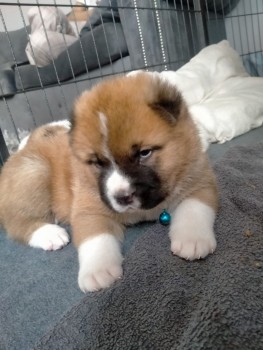 Akita Puppies