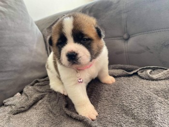 Akita Puppies