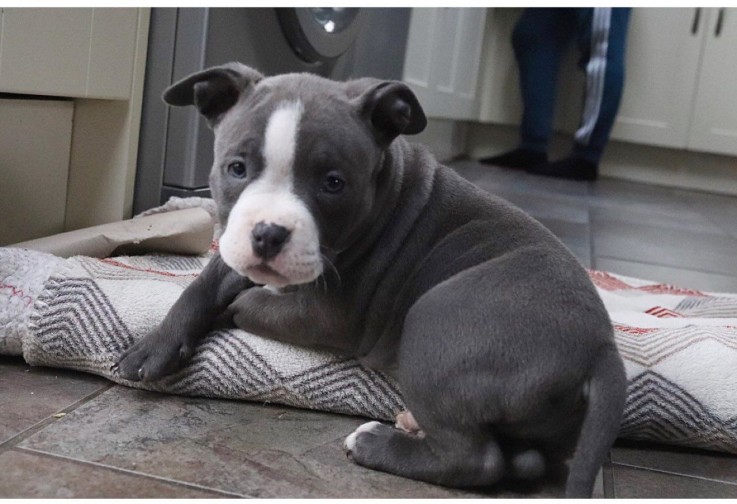 American Bulldog Puppies