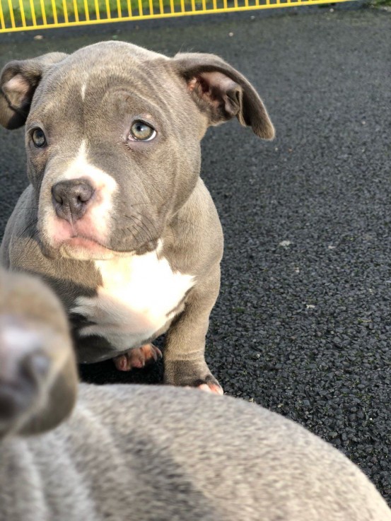 American Bulldog Puppies