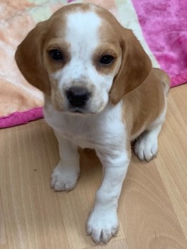 Beagle puppies 