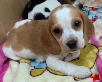 Beagle puppies 