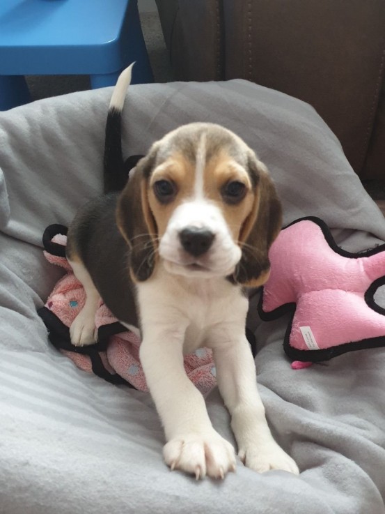 Beagle puppies 