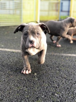 American Bulldog Puppies