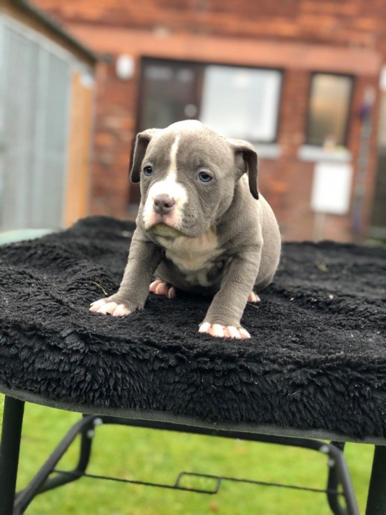 American Bulldog Puppies