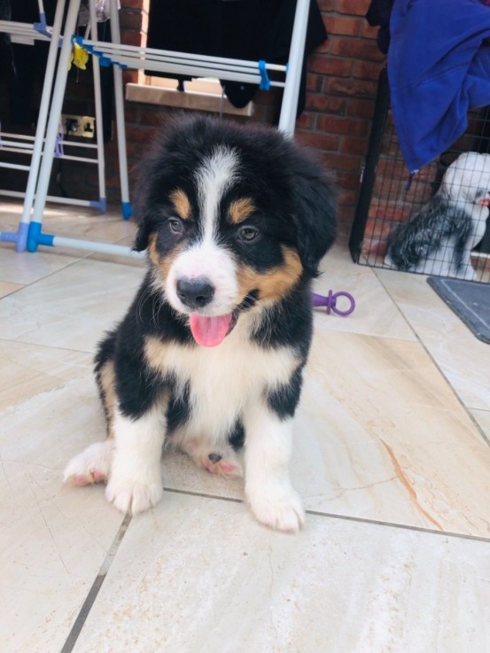 Bernese Mountain puppies