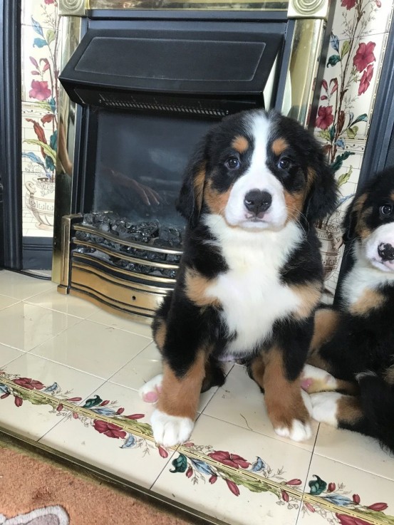 Bernese Mountain puppies