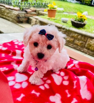 bichon frise puppies