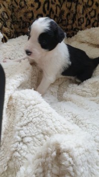 Border Collie puppies