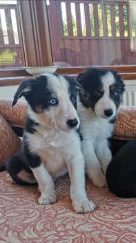 Border Collie puppies