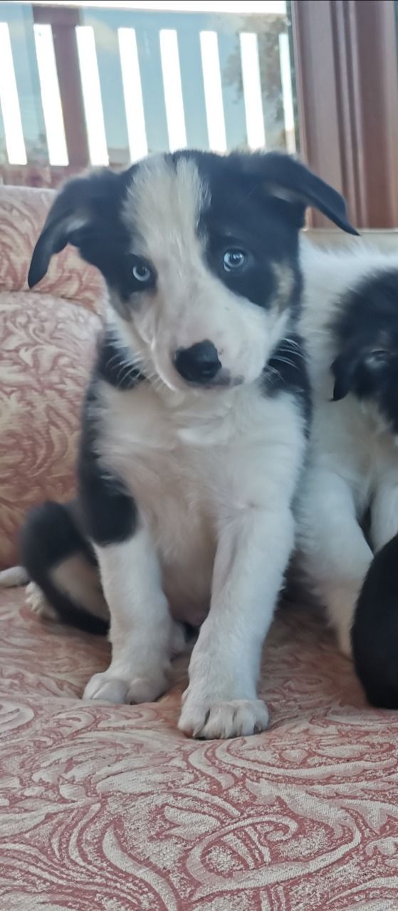 Border Collie puppies