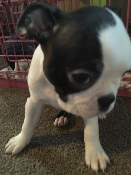 Boston Terrier Puppies