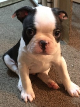 Boston Terrier Puppies