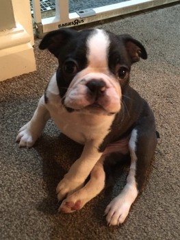 Boston Terrier Puppies