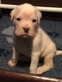 Boxer Puppies