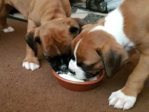 Boxer Puppies