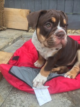 Bullmastiff puppies