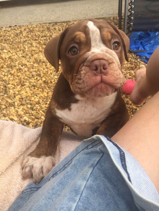 Bullmastiff puppies