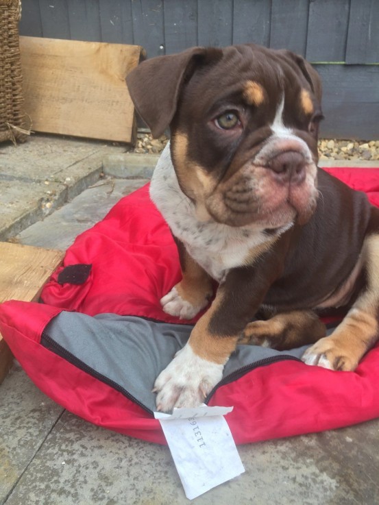 Bullmastiff puppies