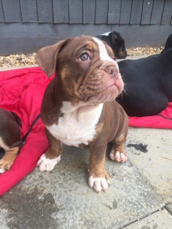 Bullmastiff puppies