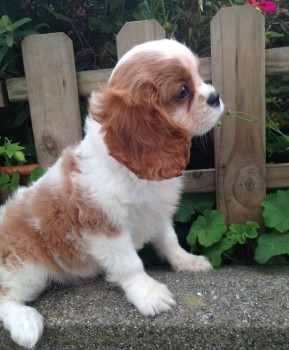 Cavalier King Charles Puppies