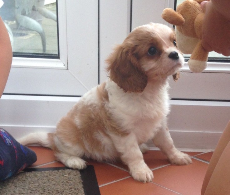 Cavalier King Charles Puppies