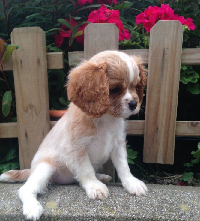 Cavalier King Charles Puppies